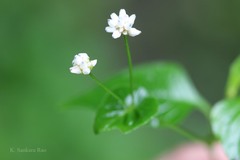 Persicaria microcephala